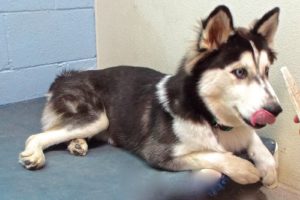 Picture of Kodiak