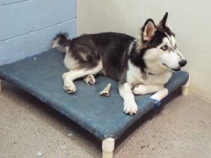 Picture of Kodiak
