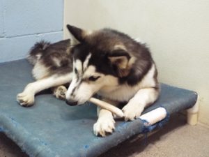 Picture of Kodiak