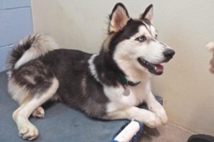 Picture of Kodiak