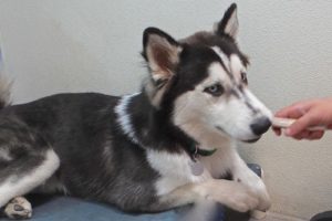 Picture of Kodiak