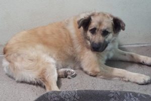 Picture of Max