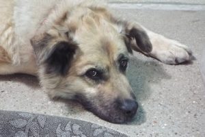 Picture of Max