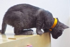 Picture of Muñeca