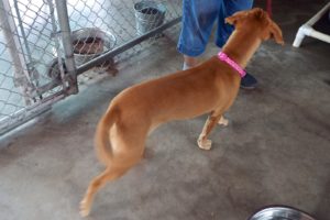 Picture of Coco