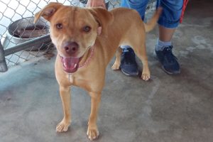 Picture of Coco