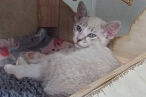 Picture of Snowflake