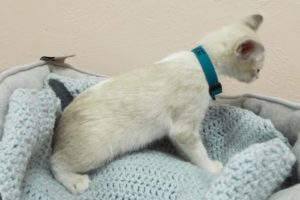 Picture of Snowflake
