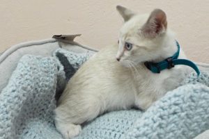 Picture of Snowflake