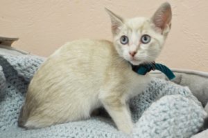 Picture of Snowflake