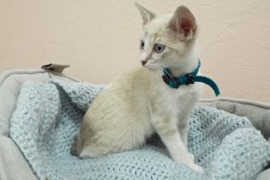 Picture of Snowflake