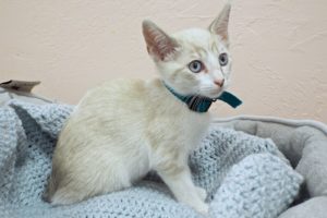 Picture of Snowflake