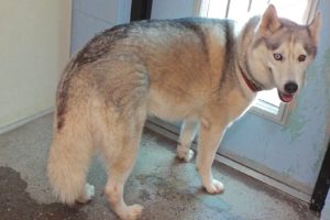 Picture of Stormy