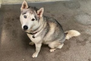 Picture of Stormy