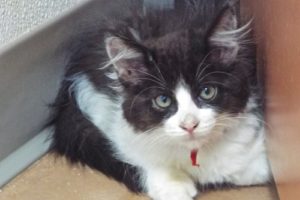Picture of Sugar Baby (R.B.)