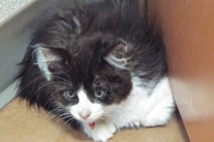 Picture of Sugar Baby (R.B.)
