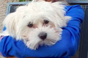 Picture of Bailey