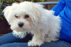 Picture of Bailey