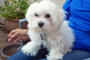 Picture of Bailey