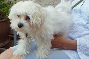 Picture of Bailey