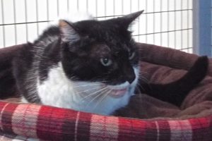 Picture of Belle