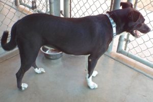 Picture of Bogey