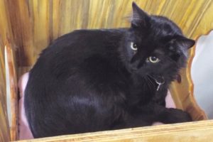 Picture of Charlie Boy