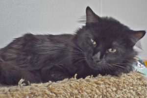 Picture of Charlie Boy