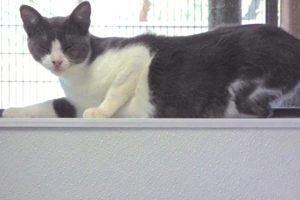Picture of Creole