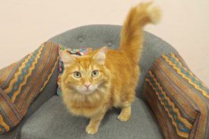 Picture of Ginger