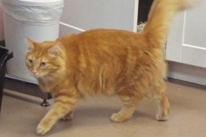 Picture of Ginger