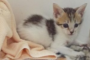 Picture of Hansel
