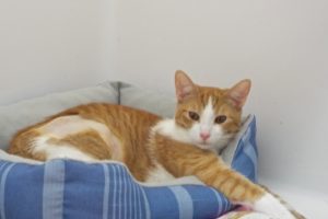 Picture of Kelvin