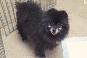 Picture of Kodiak