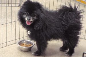 Picture of Kodiak
