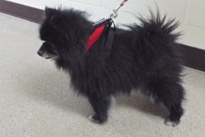 Picture of Kodiak