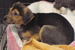 Picture of Lily