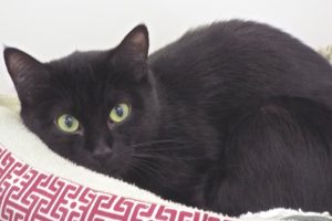Picture of Mira
