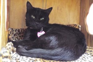 Picture of Mira