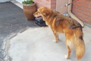 Picture of Murphy