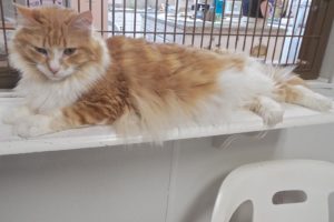 Picture of Oliver