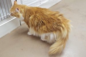 Picture of Oliver