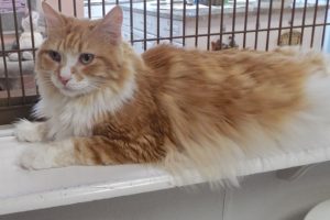 Picture of Oliver