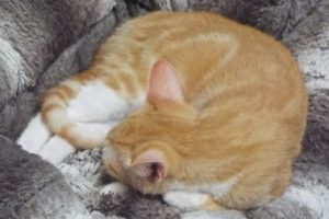 Picture of Piper