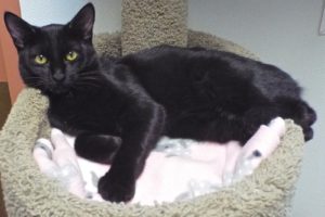 Picture of Roux