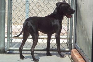 Picture of Sancho (R.B.)