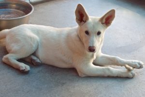 Picture of Sandy