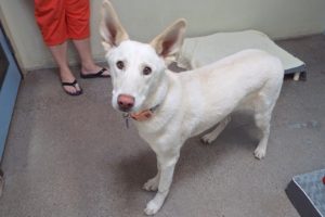 Picture of Sandy