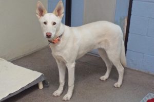 Picture of Sandy