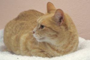 Picture of Tinker